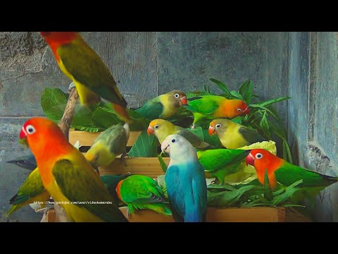 Lovebird Meal Time - April 2023