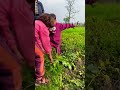 Kids Plucking out Radishes #radish #kids #fun #susan #hesron