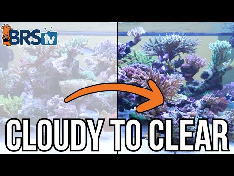 Why Is My Saltwater Tank Cloudy? Easy Fixes for Hazy Water
