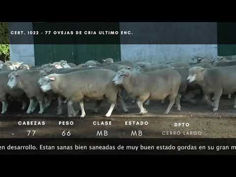 Lote 77 Ovejas 35%corriedale, 65% cruza corried/ texel 66kg -  en Camino de la liebre a 25 km de Santa Clara del Olimar Ruta 7, Pablo Paez