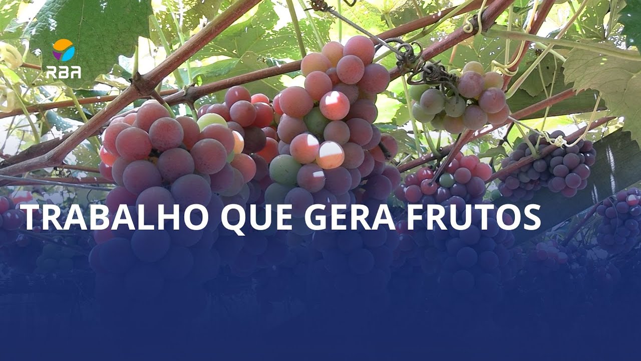 Um sítio, um sonho e muitas uvas 🍇