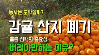 극조생귤 산지폐기 귀농후 큰경험합니다 작물품종 선택의 중요성 버려야만하는 이유