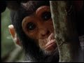 National Geographic S Really Wild Animals DVD Promo 2004 2005 HQ Early Version