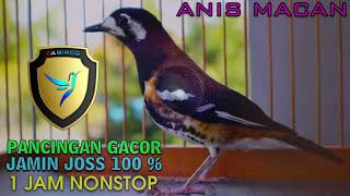 Download lagu 100 % BIKIN GACOR ANIS MACAN BAHAN, MENAIKKAN EMOSI ANIS MACAN NGERIWIK JADI NGEPLONG! mp3