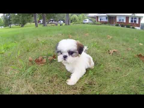 Marilyn the Shichon puppy of your dreams