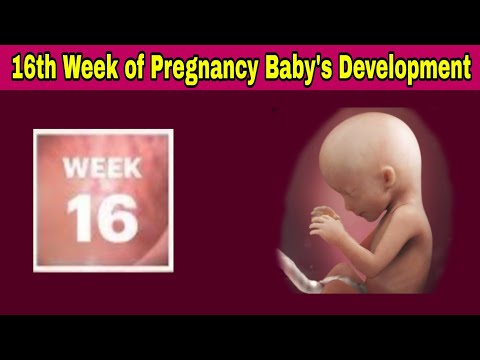 16th Week of Pregnancy Symptoms, Changes & Baby Development | 16th Week of Pregnancy in telugu