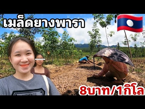 ขั้นตอน