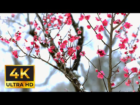 Pink Bloom Winter Live Wallpaper | 4K HD | Relaxing music Relieves stress, Anxiety & Depression 