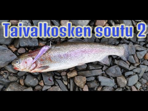 Soutua Taivalkoskella osa 2