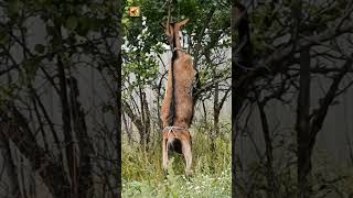 Goat Sounds (Heavy Chewing and Munching on Outdoor Plants)