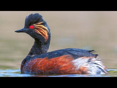 Potápka čierno-krká (Podiceps nigricollis) – samec a samica pri stavbe hniezda