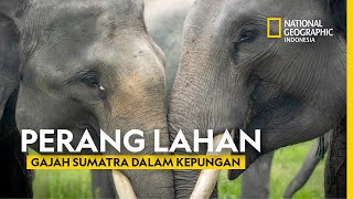 Download lagu Habitat Crisis: Elephants and Humans at Odds in Sumatra - National Geographic Indonesia mp3