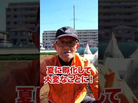 都市に菜園を作るにはどうすればよいですか？シンプルで簡単: 私たちのアドバイスに従ってください!  庭園