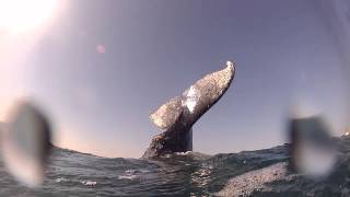 preview picture of video 'Humpback Whale Encounter (I); Sardine Run 2013'