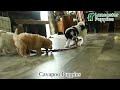 Cavapoo dogs for sale: Buzz - Video 1