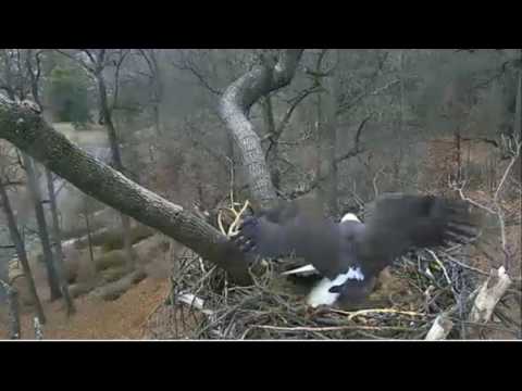 AEF DC EAGLE CAM:  10 JAN 2017 - Mating on the nest