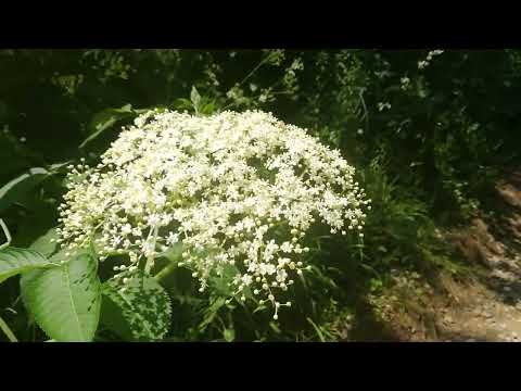 la plimbare spre renghet