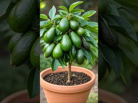 🌿Grow avocados super fast