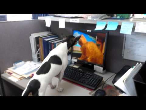 Bobbi Jo watching a cat watching birds