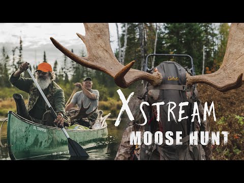 Maine Moose Hunting I Overnight on a Stream and a T C Pistol Harvest