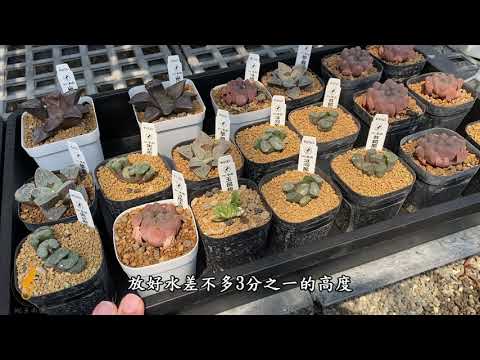 玉露 多肉