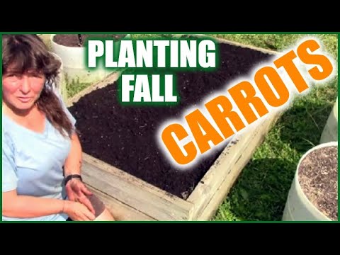 , title : 'Growing Carrots In Raised Beds And Containers | Planting Fall Carrots'