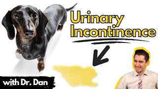 Urinary Incontinence in the dog.  How your veterinarian may treat your dog.