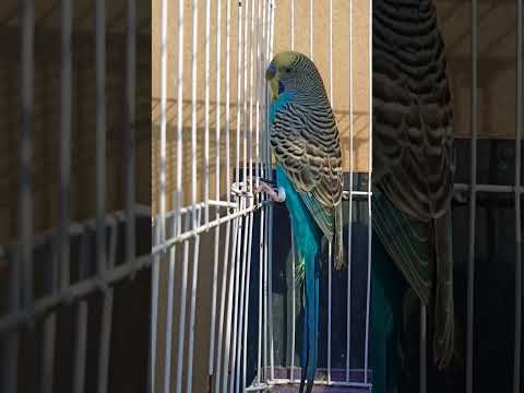 Nature Sound Relaxation-Soothing Forest Birds Singing-Relaxing Sleep-Bird Chirping Sound #shorts