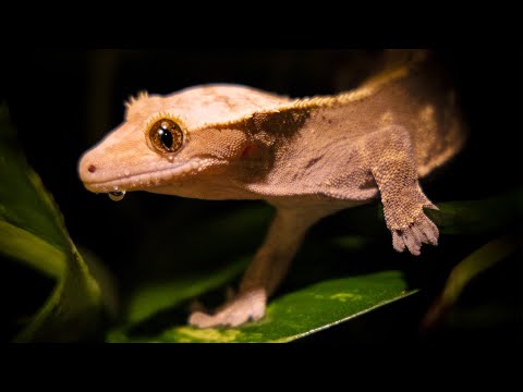 Thanks, Henry. I’ll Miss You.