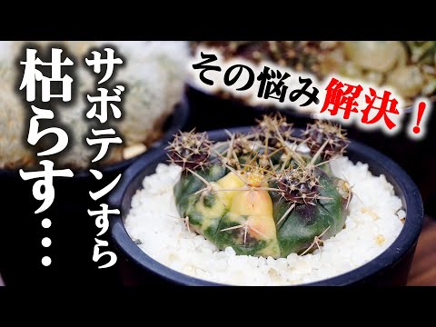 クリスマスサボテンを復活させる方法は？保存するために考慮すべき 8 つの要素  庭園