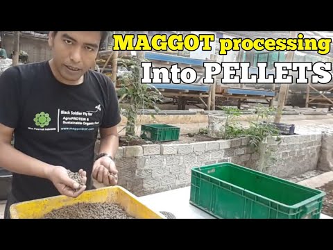 HOW to process maggot black soldier fly into pellet