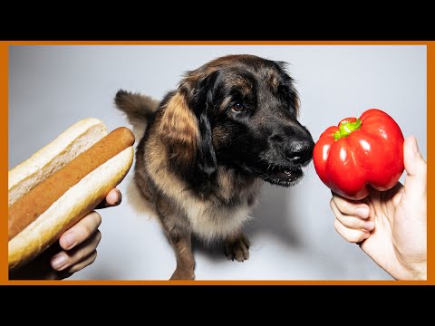 Vegan diet for dogs: what science says