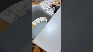 騒々しい出迎え #shorts