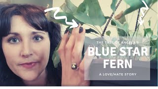 Blue Star Fern | Plant Care Guide | Help Needed