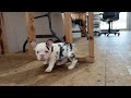 French Bulldog dogs for sale: Lady - Video 1