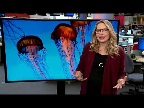 Are jellyfish taking over the ocean?