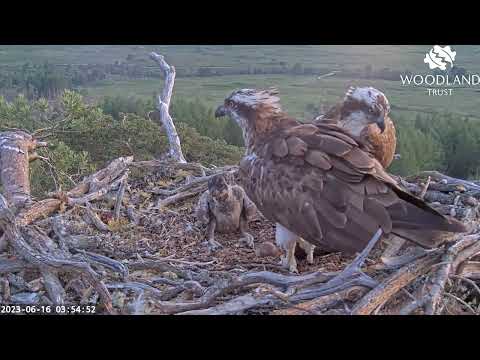 Breakfast arrives on Loch Arkaig Osprey nest Two when Louis brings fish number one 16 Jun 2023