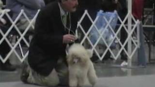 preview picture of video 'Toy Poodle - Lucy at the Albany Dog Show'
