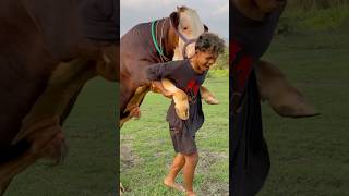 Download lagu Bercanda dengan Banteng❌ Bercanda dengan sapi✅ mp3