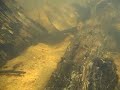 Hypostomus surinamensis Hypostomus surinamensis