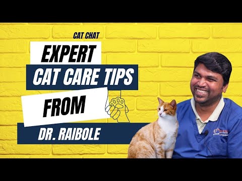 Expert Tips from a Veterinarian on Cat Care