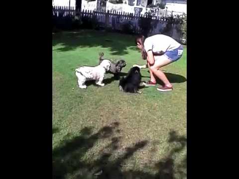 My dogs are so cute!!