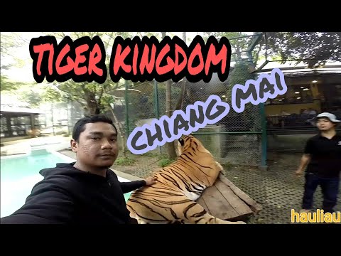 Face to face with giant Tigers | Tiger kingdom, Chiang Mai