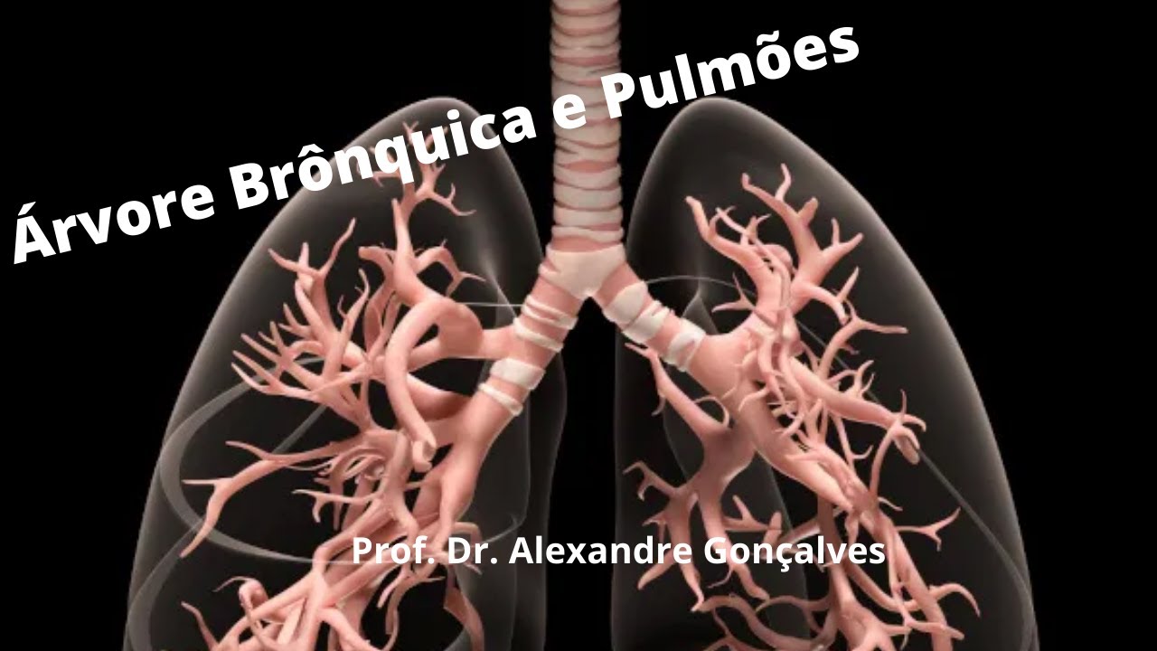 Anatomia da Árvore Brônquica e Pulmões