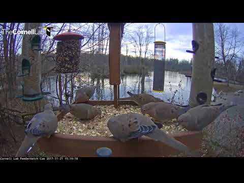Mourning Doves Line Up For Their Turn At The Cornell Feeders – Nov. 21, 2017