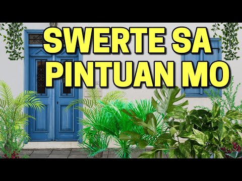 , title : '10 Halaman na Swerte sa Pintuan Mo! Magugulat ka sa resulta nito!!!