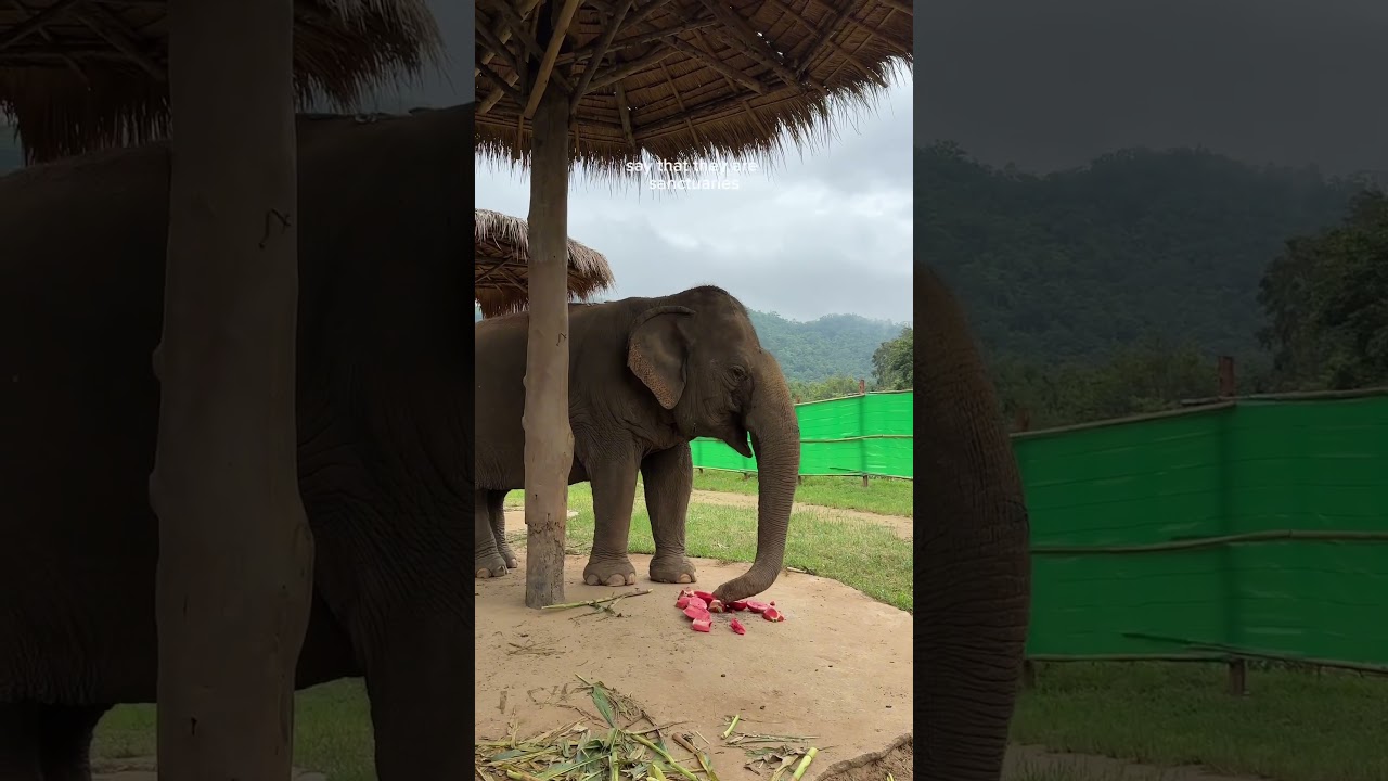 YouTube Short thumbnail