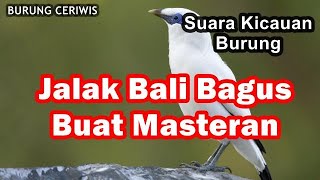 Download lagu Suara Kicaun Burung Jalak Bali Bagus Masteran Istimewa Ngerol Ngeplong Nembak Cocok Buat Masteran mp3