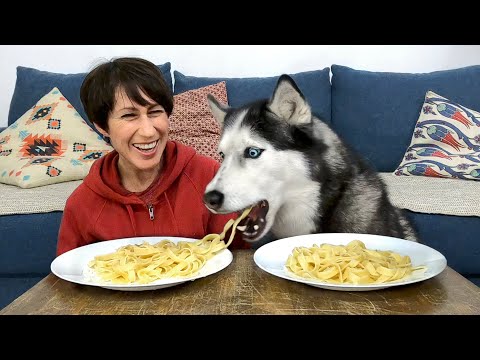 Greedy Husky Ate My Spaghetti! Dog VS Human In Eating Competition