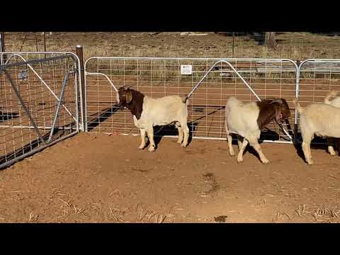 SLAM DUNK BOER BUCKS, 139, 398, 38, 71, 151